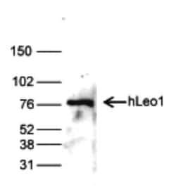 LEO1 Rabbit anti-Human, Polyclonal, Novus Biologicals 25 &mu;g | Buy Online | Bio-Techne | Fisher Scientific